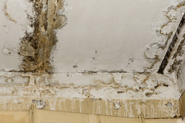 Best Residential Mold Inspection & Testing  in Blue Rapids, KS