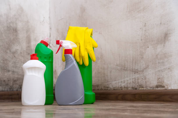 Why You Should Choose Our Mold Remediation Services in Blue Rapids, KS